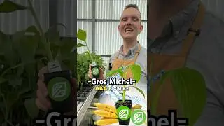 Gros Michel: The Banana That Vanished (And Why!)