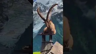 Markhor