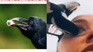 one Bird eating human 👀 eye 🤯 #youtube #youtubevideo #video