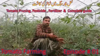 Tomato High Tunnel Farming | How to Grow Tomato | Tomato pesticide Urdu/Hindi | Episode #01
