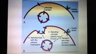 Import of glucose into cells using insulin dependent GLUT4