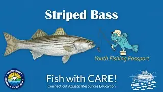 Catching Striped Bass - CT Youth Fishing Passport