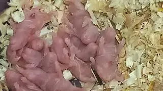 #hamster #hamsterbabys , my hamster's is very cool and nice 💯