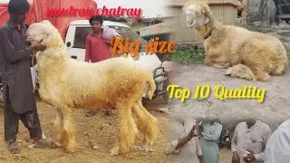 Tuesday update live deal mudray chatray Qubrani ka Mall shuk 2026l lahore mandi lovers 