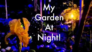 My Garden At Night (Garden Update)