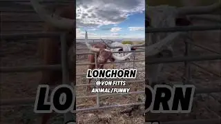 Отличное пространственное восприятие 🐮🐮 #животные #жизньживотных #смешныеживотные #короткиевидео ...