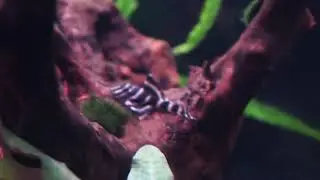 Flash Pleco (L204) in 200L aquarium