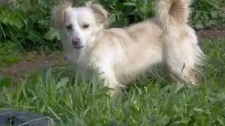 Κοκονι - Kokoni