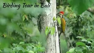 Common Flameback