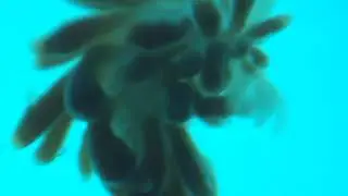 Heartbeat of the aeolid nudibranch Cuthona gymnota
