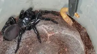 Feeding a Sydney Funnel web Spider (Atrax robustus). Short videoclip