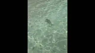 Lemonshark - Maldives 2024 #cuteshark