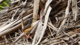 Ashy Prinia collects nesting materials