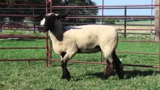 Chabot Show Lambs_4031