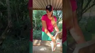 Dia de levar sal mineral para as vacas aqui da fazenda meu povo! #vidanaro&ccedil;a #natureza