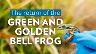 Return of the Green and Golden Bell Frog to the ACT