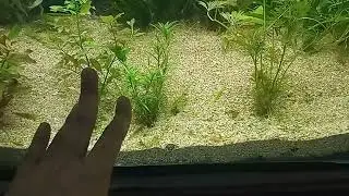 Star grass, plant profile, beautiful low tech stem plant