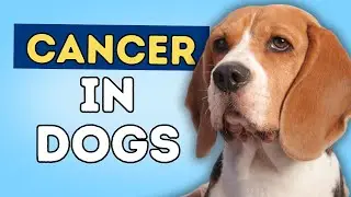 Cancer In Dogs: 5 Natural Remedies
