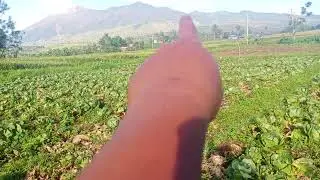 JUSTICE IN FARMERS 25% GOES TO MIDDLE MAN.? 