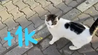 Talkative cat / Street cats