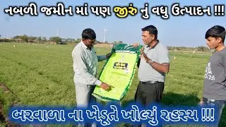 નબળી જમીન માં જીરું નું વધુ ઉત્પાદન  🌿 || #farming #agriculture #khetibadi #farmer 