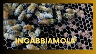 COME INGABBIARE LE REGINE 🐝