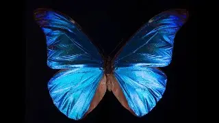 What Gives the Morpho Butterfly Its Magnificent Blue? | Deep Look