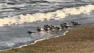 RELAXING SEA BIRDS RUNNING IN SURF STRESS RELIEF