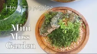 How To:  Mini Moss Garden - Closed Moss Terrarium