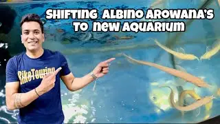 Albino Arowana | Shifting Albino Arowana to Aquarium | Indian Aqua Boy03 Fish Room | Full Fish Tour