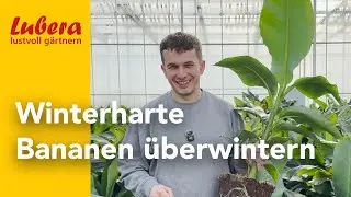 Winterharte Bananen überwintern: Tipps für die Überwinterung von kältetoleranten Bananen