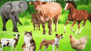 Cute Animal Sounds: Cow, Goat, Sheep, Horse, Dog, Cat & More | Animals Moments