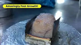 Esbit Crystal Growth - Esbit Solid Fuel Tablets Grow Crystals Fast
