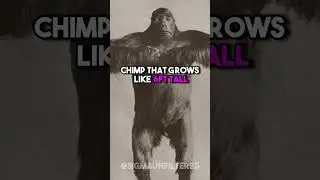 Discovering Lion Killer Chimps | JRE featuring Mike Tyson