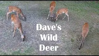 A Quiet Week with the Deer in the Backyard