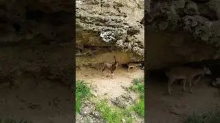 Sindh Ibex at Khirthar National Park Gadap Malir Karachi #mountains #wildlife #kara