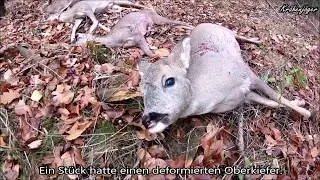 Driven Hunt - Dr&uuml;ckjagd gesammelte Werke Saison 19-20