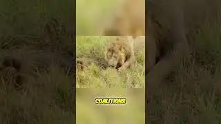 The Struggle for Dominance - Lion Power Transitions Explained