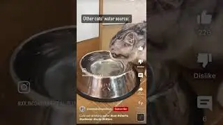 Privilege. #cat #cutecat #funnycats #pets #memes #funnyvideo #funnyshorts #catlover #catvideos