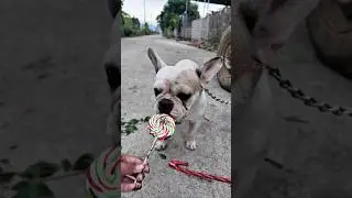 Смелый ребенок делится едой с голодной собакой 🐶❤️