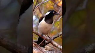 White-naped Jay (Cyanocorax cyanopogon)A striking social bird endemic to Brazil. #birds