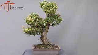 Myrtus communis 1
