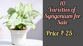10 varieties of Syngonium for sale price ₹ 25 by @RVGarden-msv .