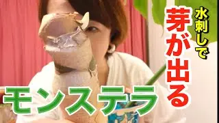 【巨大モンステラ】カットして発芽発根【増やし方】#モンステラの増やし方