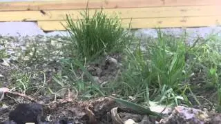 EPIC Soda explosion/2