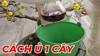 🔴 QBS25755 -  HƯỚNG DẪN Ủ NHIỆT CHO 1 CÂY MAI VÀNG MIỀN BẮC | CÁCH Ủ 1 NHIỆT 1 CÂY MAI VÀNG MIỀN BẮC