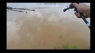 Cesting Tabiring di Sungai Kahayan Ngaju