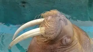 セイウチのいびき？ / 南知多ビーチランド