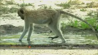 Adventurous monkey attempts to swim