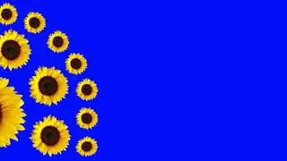 flower rotation green screen